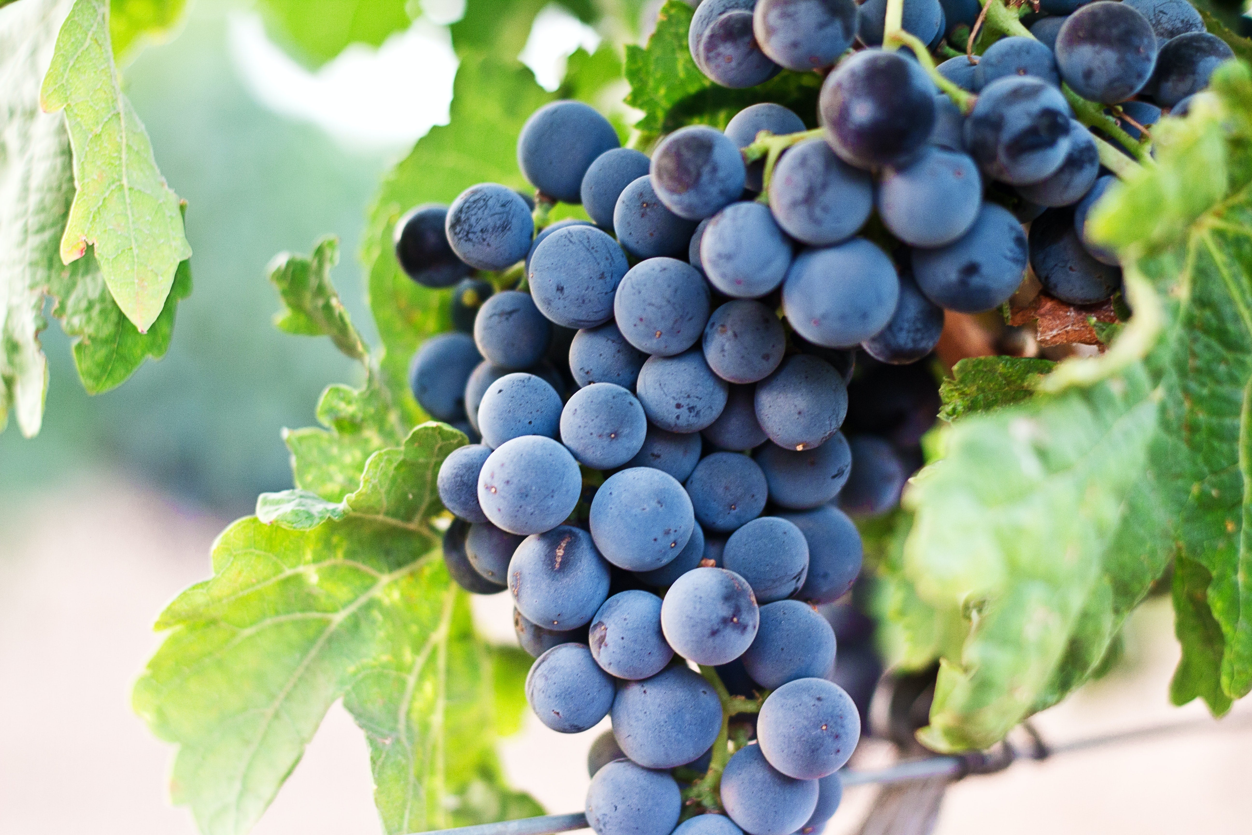 Download Vineyard Vines Red And Blue Wallpaper